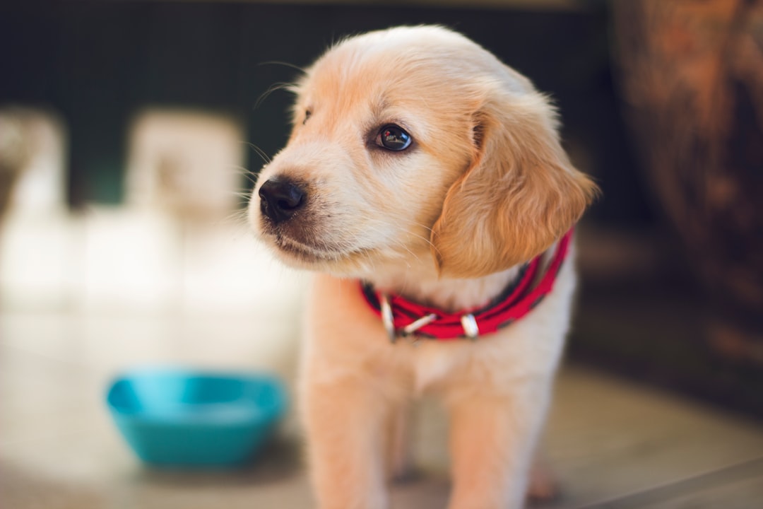Photo vaccine, dog
